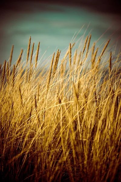 Bella erba secca e sfondo piegato - vintage retrò anni 80 — Foto Stock