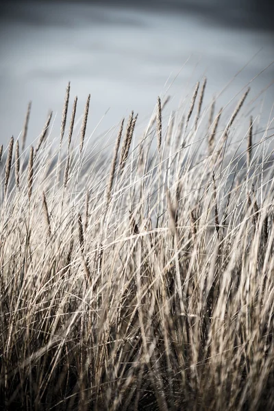 Bela grama seca e fundo curvado - vintage retro — Fotografia de Stock