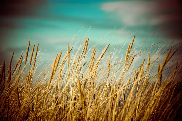 Красива суха трава і вигнутий фон 80-х вінтажний — стокове фото