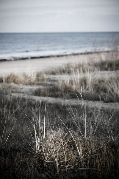 綺麗な乾いた草と曲がった背景 - レトロなヴィンテージ — ストック写真