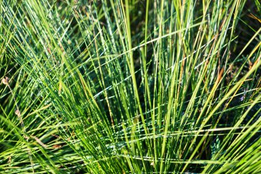 güzel kuru ot ve bükülmüş arka plan