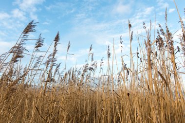 Beyaz arka plan üzerinde sanatsal kuru dalları