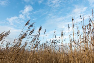 Beyaz arka plan üzerinde sanatsal kuru dalları