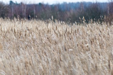 Beyaz arka plan üzerinde sanatsal kuru dalları