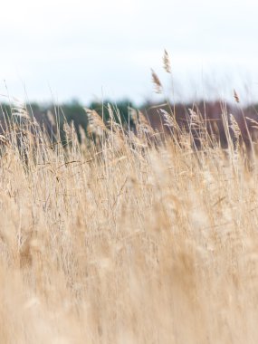 Beyaz arka plan üzerinde sanatsal kuru dalları
