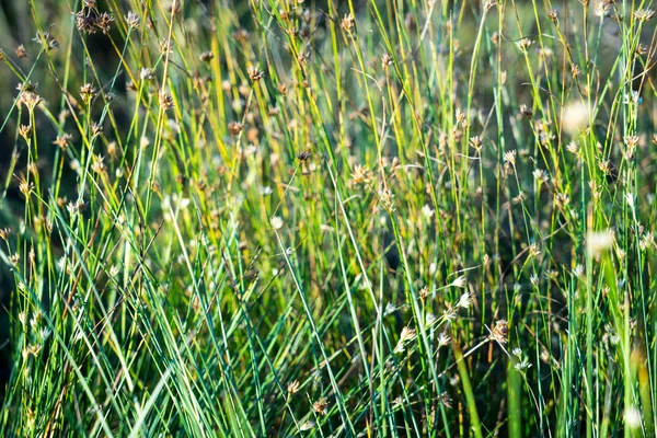 Bella erba secca e sfondo piegato — Foto Stock