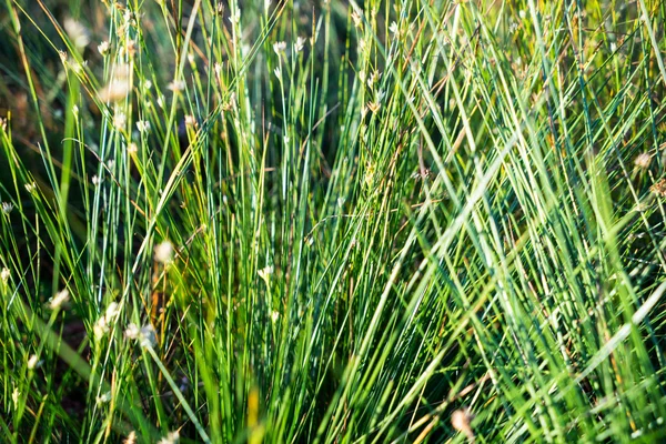 綺麗な乾いた草と曲がった背景 — ストック写真