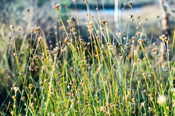 Bela grama seca e fundo curvado — Fotografia de Stock