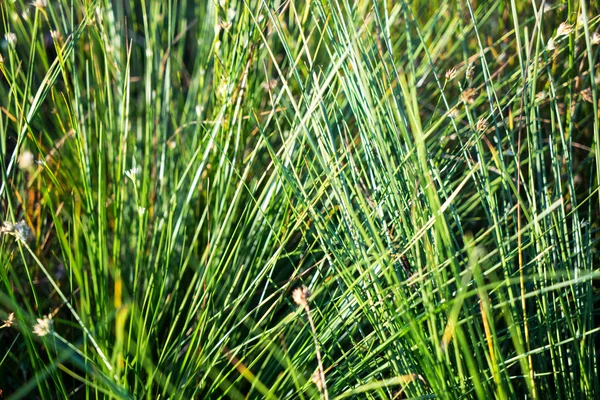 Bela grama seca e fundo curvado — Fotografia de Stock