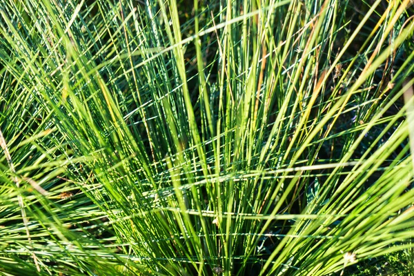 Beautiful dry grass and bent background — Stock Photo, Image