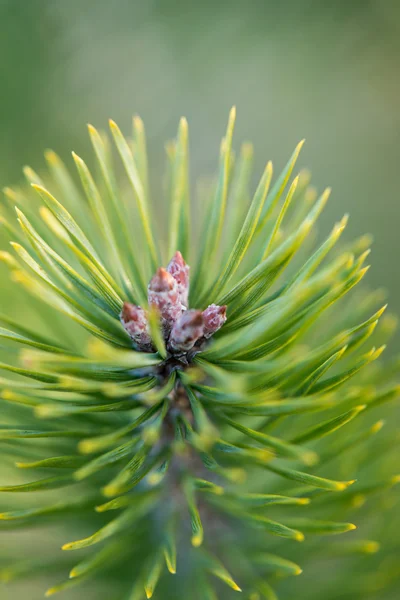 Detailní strom borovice s rozostření pozadí — Stock fotografie