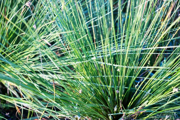 Красивая сухая трава и изогнутый фон — стоковое фото