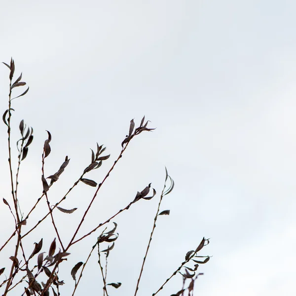 Artistic dry branches on white background — Stock Photo, Image