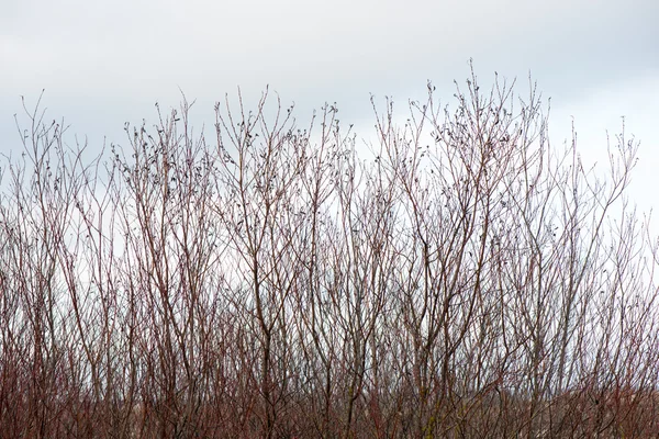 Konstnärliga torra grenar på vit bakgrund — Stockfoto