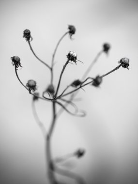 Beyaz arka planda - Indie vintage retro sanatsal kuru dalları