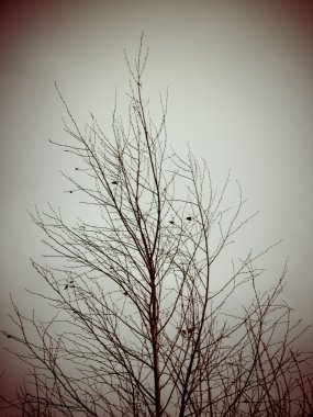 Beyaz arka planda - sanatsal kuru dalları vintage 80 retro