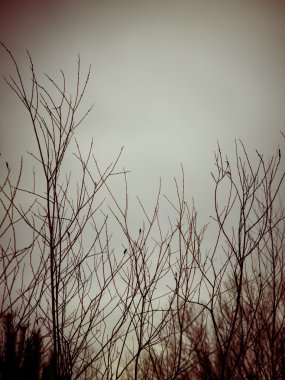 Beyaz arka planda - sanatsal kuru dalları vintage 80 retro