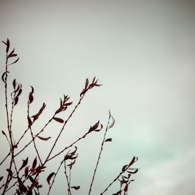 Beyaz arka planda - sanatsal kuru dalları vintage 80 retro