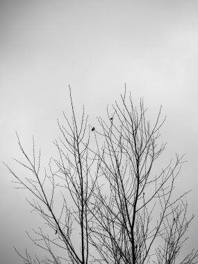 Beyaz arka planda - Indie vintage retro sanatsal kuru dalları