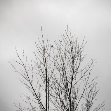 Beyaz arka planda - Indie vintage retro sanatsal kuru dalları