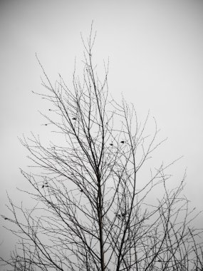 Beyaz arka planda - Indie vintage retro sanatsal kuru dalları