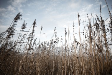 Beyaz arka planda - Indie vintage retro sanatsal kuru dalları