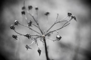 Beyaz arka planda - Indie vintage retro sanatsal kuru dalları