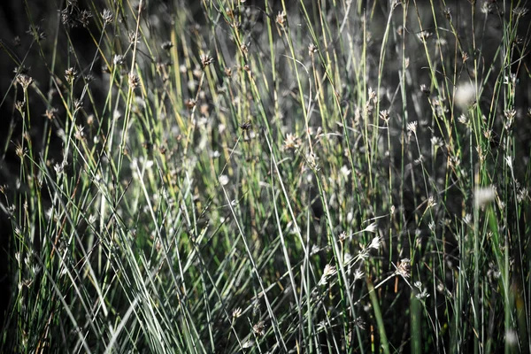 Vackra torrt gräs och böjda bakgrund - indie vintage retro — Stockfoto