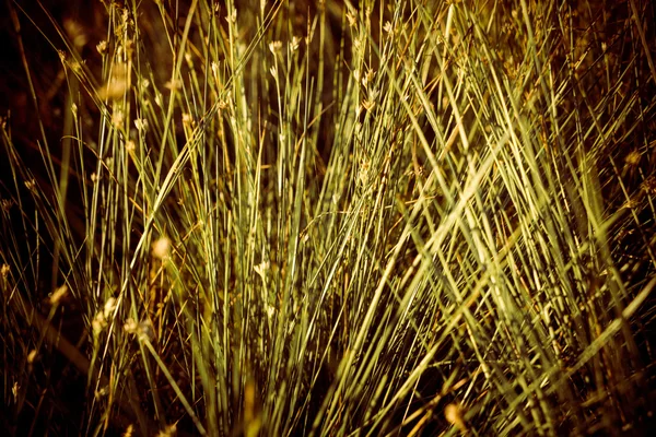 Beautiful dry grass and bent background - vintage 80's retro — Stock Photo, Image