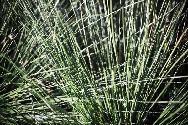 Bella erba secca e sfondo piegato - indie vintage retrò — Foto Stock