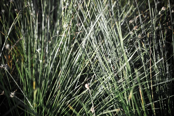 아름 다운 마른 잔디와 구부러진된 배경-인디 빈티지 레트로 — 스톡 사진