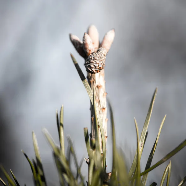 Pine tree closeup with blur background - indie vintage retro — Stock Photo, Image