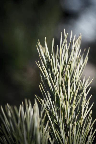 Pine tree close-up met vervaging achtergrond - indie vintage retro — Stockfoto