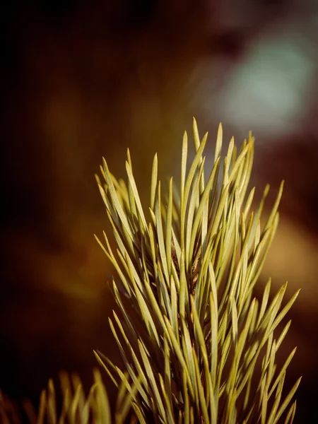 Pine tree close-up met vervagen de achtergrond - vintage 80 de retro — Stockfoto