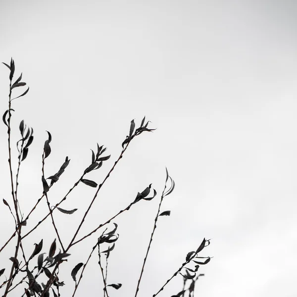 Художні сухі гілки на білому тлі - інді Вінтаж ретро — стокове фото