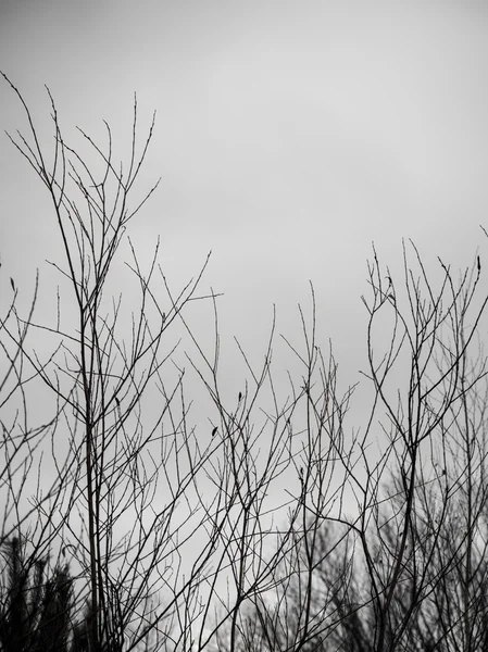 白地 - インディーズ ヴィンテージ レトロな芸術の乾燥した枝 — ストック写真