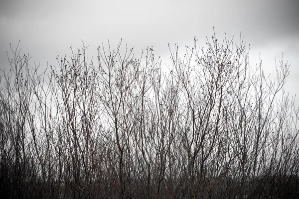 Artistic dry branches on white background - indie vintage retro — Stock Photo, Image