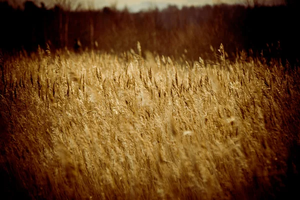 Umělecké suché větve na bílém pozadí - ročník 80's retro — Stock fotografie