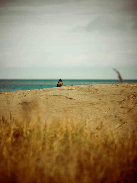 Bałtyckiej plaży jesienią z chmury i fale w kierunku opuszczony dune — Zdjęcie stockowe