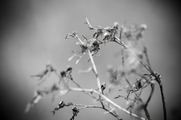 Artistic dry branches on white background - indie vintage retro — Stock Photo, Image