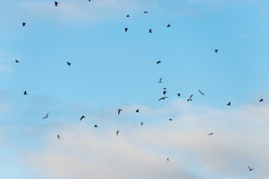 Sahilde uçan birçok martılar