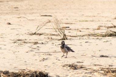 sahil kumu yürüyüş karga