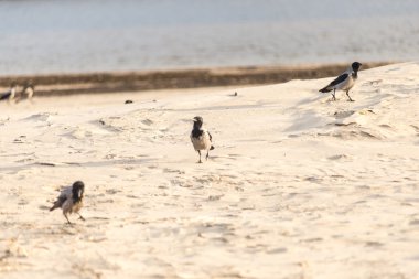 sahil kumu yürüyüş karga