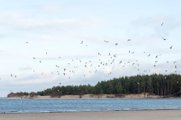 Muchas gaviotas en la playa volando — Foto de Stock