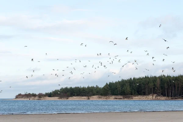 Muchas gaviotas en la playa volando —  Fotos de Stock