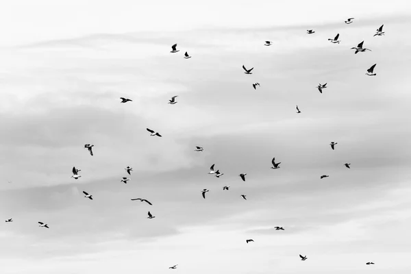 Muitas gaivotas na praia voando — Fotografia de Stock