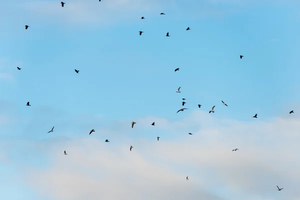 Muitas gaivotas na praia voando — Fotografia de Stock