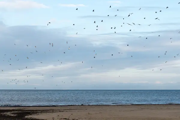 Many seagulls on the beach flying — Stock Photo, Image