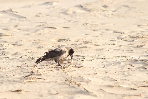 Corvo andando pela areia da praia — Fotografia de Stock