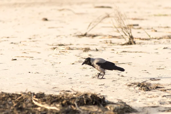 Corvo andando pela areia da praia — Fotografia de Stock